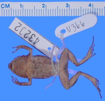 Media type: image; Herpetology A-43202